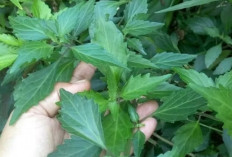 Kumis Kucing untuk Batu Ginjal: Manfaat, Cara Kerja, dan Aturan Konsumsi