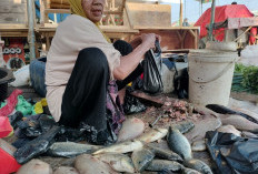 Ikan Sungai di Pasar Pangkalan Balai Lengkap di hari ini, Harga Bervariasi!