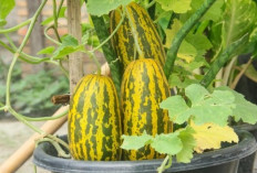 Jadi Favorit Saat Ramadan, Timun Suri Ternyata Punya Segudang Manfaat Kesehatan