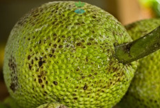 Dunia Berebut Sukun! Buah Sederhana dari Indonesia Ini Disebut Penyelamat Krisis Pangan Global