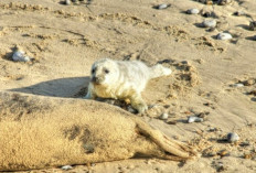 Bukan Sekadar Main Pasir! Ini Alasan Anjing Laut Menutupi Tubuhnya Saat di Pantai