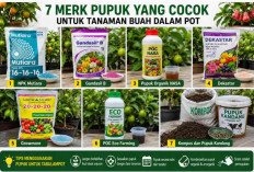 Jangan Salah Pilih! Ini 7 Merk Pupuk yang Cocok untuk Tanaman Buah Dalam Pot Agar Cepat Berbuah