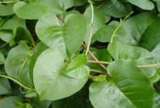 Keajaiban Daun Binahong, Tanaman Herbal yang Kaya Manfaat untuk Kesehatan