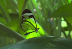 Keajaiban Alam: Kupu-Kupu Glasswing dengan Sayap Transparan yang Jadi Tameng Tak Terlihat