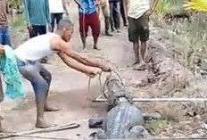 Dua Jam Menegangkan! Warga Banyuasin Berhasil Taklukkan Buaya Muara Raksasa Sepanjang 4 Meter