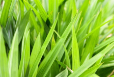 Air Rebusan Daun Pandan Ternyata Bisa Menurunkan Tekanan Darah, Ini Penjelasannya