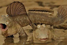 Ikan Belodok, Si “Ikan Berjalan” Penghuni Lumpur yang Unik