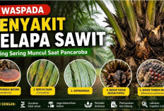 5 Penyakit Kelapa Sawit Paling Sering Muncul Saat Pancaroba, Begini Cara Menanggulanginya