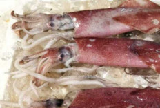Cumi-Cumi, Makanan Laut Bernutrisi untuk Dukung Pertumbuhan Anak