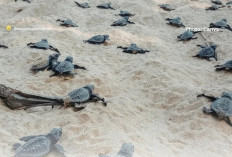 Fakta Mengejutkan, Peluang Hidup Anak Penyu Hanya 0,1 Persen, Predator Mengintai Sejak Menetas