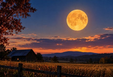 Mengenal Harvest Moon, Fenomena Bulan Purnama yang Muncul Setiap Tahun
