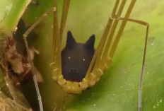 Bunny Harvestman, Arachnida Berwajah Serigala yang Menipu Pemangsa Tanpa Racun