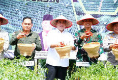 Panen Raya 4 Ton Cabai, Banyuasin Perkuat Ketahanan Pangan dan Inovasi Produk Olahan