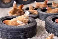 Peternak Ayam Merah Petelur Manfaatkan Ban Bekas Mobil sebagai Sarang Inovatif