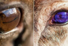 Fakta Unik! Mata Rusa Kutub Berubah dari Emas ke Biru Tua Saat Musim Berganti