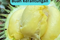 Buah Kerantungan, Si Durian Hutan Endemik Kalimantan