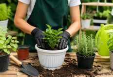 Panduan Berkebun untuk Pemula, Cara Mudah Menanam Tanpa Takut Gagal