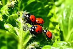 Sering Dikira Hama, Padahal Kepik Adalah Predator Alami yang Rakus Makan Kutu Daun