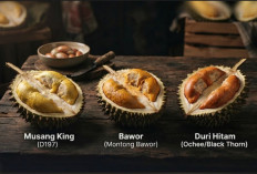 Adu Durian Premium! Musang King vs Bawor vs Duri Hitam, Mana Paling Worth It?