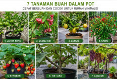 Nggak Perlu Lahan Luas! 7 Tanaman Buah Dalam Pot Ini Cepat Berbuah dan Cocok untuk Rumah Minimalis