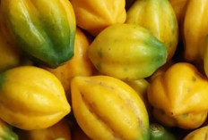 Mengenal Carica, Si Pepaya Gunung Asal Dieng yang Kaya Nutrisi