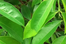 Daun Mahkota Dewa: Kandungan, Khasiat, dan Cara Konsumsi yang Aman