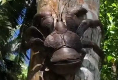 Bentang Kaki 1 Meter, Berat 4 Kg! Inilah Arthropoda Darat Terbesar di Bumi