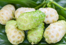 Penderita Hipertensi Wajib Tahu! Ini Manfaat Mengkudu untuk Tekanan Darah