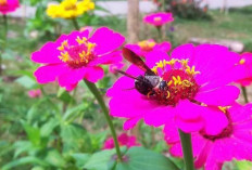 Apa Itu Simbiosis Mutualisme dan Contohnya di Kehidupan