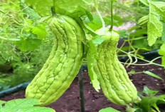 Di Balik Rasa Pahit, Pare Simpan Khasiat Luar Biasa untuk Diabetes