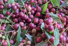 Trenggulun, Buah Ungu Renyah yang Kini Mulai Langka