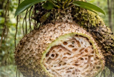 Sarang Semut Papua, Tanaman Unik dengan Ekosistem Mini yang Menakjubkan