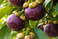 Manfaat Manggis bagi Kesehatan, Alasan Buah Ini Dihargai Tinggi di Mancanegara