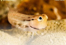 Yaeyama Blenny: Satpam Kecil Penjaga Terumbu Karang