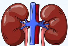 TBC Ginjal yang Diidap Lucky Element: Kenali Gejala, Penyebab, dan Pencegahan Sejak Dini