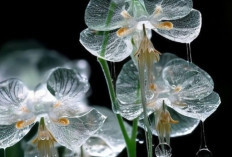 Keunikan Skeleton Flower, Kelopak Putih yang Menjadi Bening Seperti Kaca