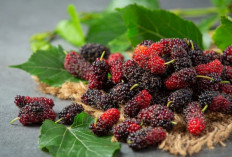 Jarang Dilirik, Ternyata Murbei Punya Manfaat Luar Biasa untuk Tubuh