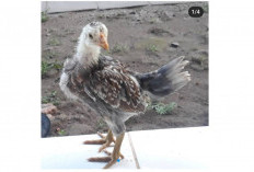 Ayam KUB, Inovasi Unggul dari Balitnak yang Kian Berkembang di Sembawa