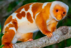 Kuskus Bintik, Mamalia Berkantung Pemalu yang Hidup di Kanopi Hutan Papua
