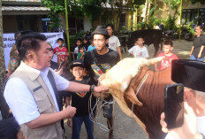 Presiden Prabowo Subianto Salurkan 18 Sapi Kurban untuk Sumsel