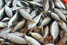 Manfaat Konsumsi Ikan Kembung bagi Kesehatan Tubuh
