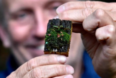 Anggrek Super Mini dari Hutan Tropis, Bunganya Bahkan Lebih Kecil dari Ujung Jari