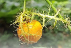 Keunikan Rambusa atau Markisa Mini, Buah Liar dengan Rasa Asam Manis yang Menyegarkan