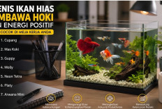 7 Ikan Hias Mini yang Diyakini Membawa Hoki, Cocok Menghias Meja Kantor Maupun Ruang Kerja di Rumah