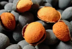 Jangan Remehkan Keranji! Antioksidannya Bantu Lawan Radikal Bebas