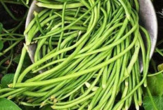 Manfaat Konsumsi Kacang Panjang, Sayuran Sederhana dengan Segudang Khasiat