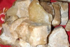 Mitos atau Fakta? Mani Gajah Disebut Bisa Memelet Wanita