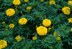 Cara Menanam Marigold agar Rumah Bebas Nyamuk dan Lebih Asri