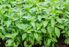 Di Balik Aromanya yang Segar, Daun Kemangi Punya Khasiat Menakjubkan