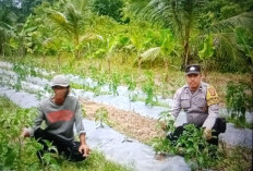 Bhabinkamtibmas Polsek Mariana Ajak Warga Desa Cinta Manis Lama Perkuat Ketahanan Pangan Nasional